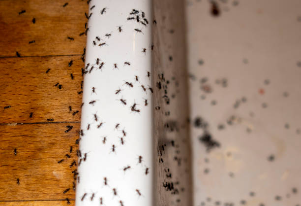 Reliable West Salem, OH Pest Control Solutions